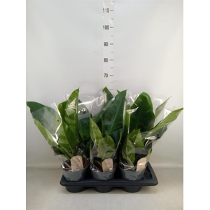 Philodendron  'Imperial Green'
