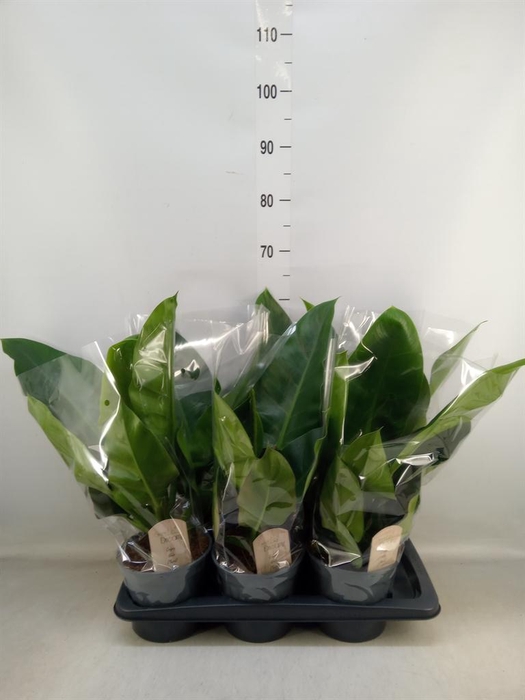 <h4>Philodendron  'Imperial Green'</h4>