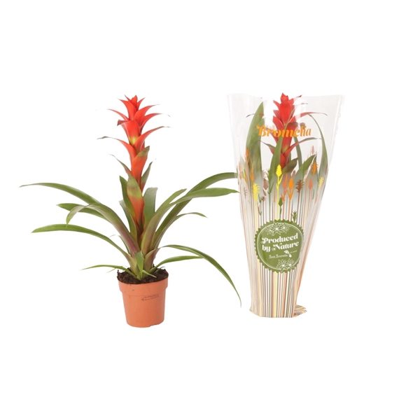 <h4>Guzmania Allura in Autumn hoes</h4>