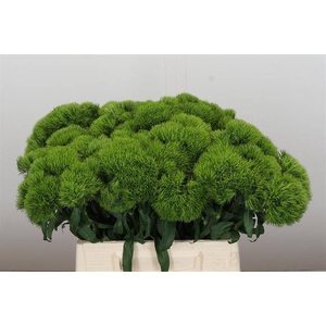 DIANTHUS BR KIWI MELLOW
