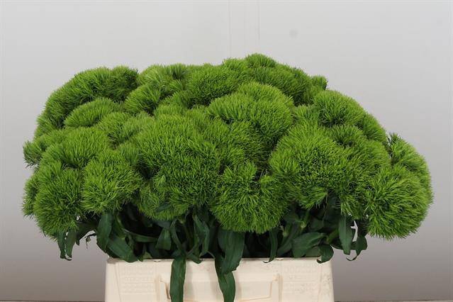 <h4>DIANTHUS BR KIWI MELLOW</h4>
