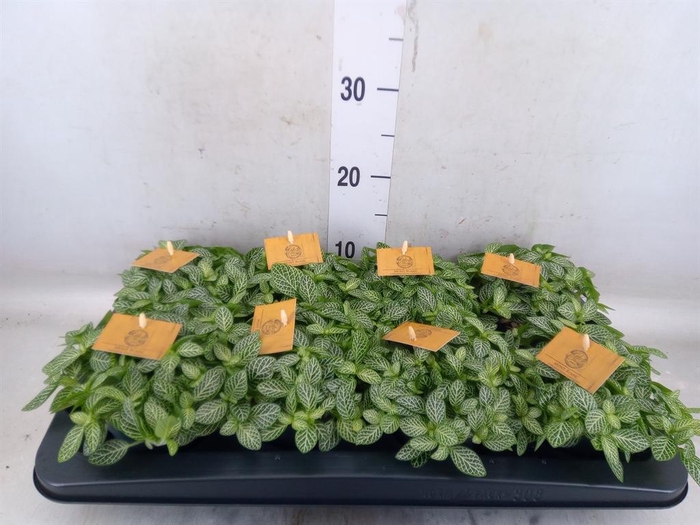 <h4>Fittonia verschaf.</h4>