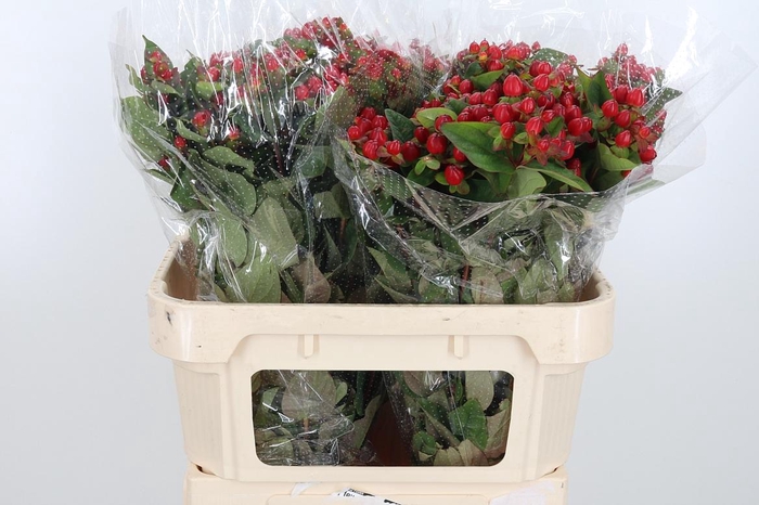 <h4>Hyp Mag Triumph</h4>