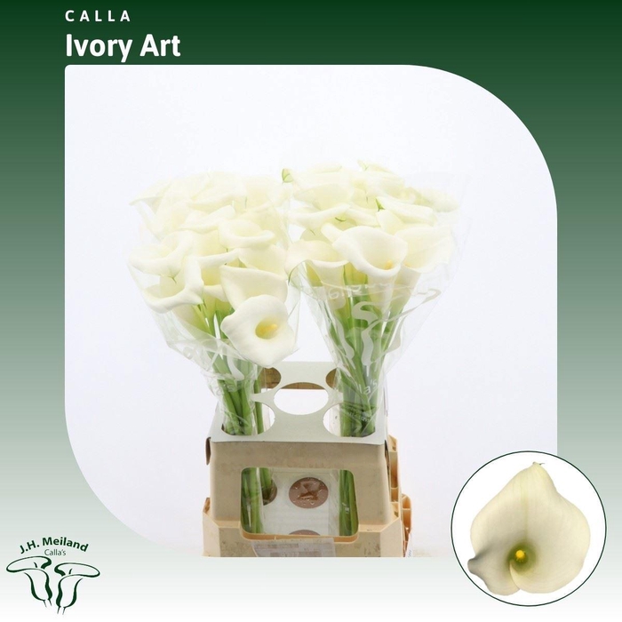 <h4>ZANT IVORY ART</h4>