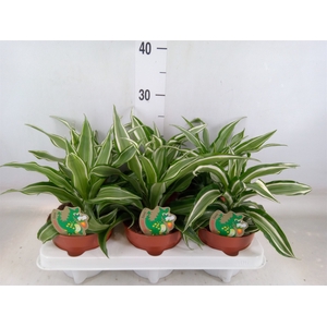 Dracaena frag. 'Kanzi'