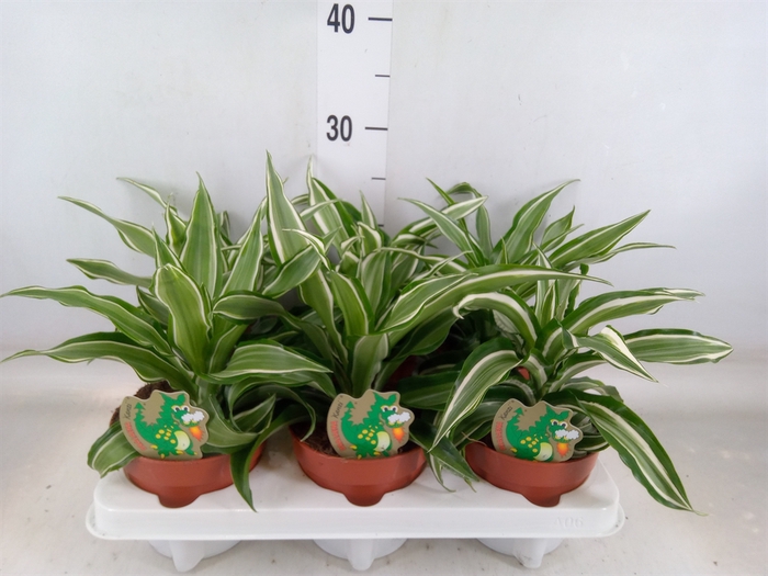 <h4>Dracaena frag. 'Kanzi'</h4>
