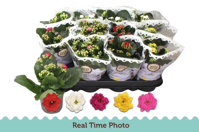 <h4>KAL GE GEM 5 KL</h4>