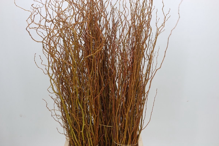 <h4>Salix Curly Willow Yellow Per Bos</h4>