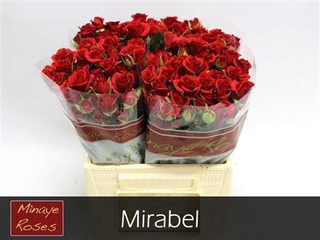 <h4>R Tr Mirabel</h4>