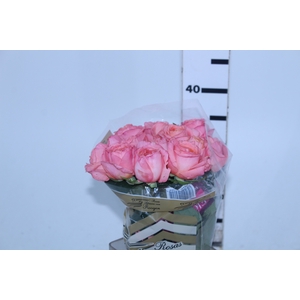 ROSA LONDON EYE 040 CM ROSA ESTUFA