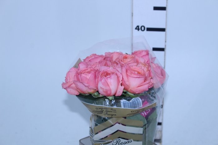 ROSA LONDON EYE 040 CM ROSA ESTUFA