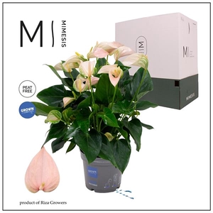 Mimesis Anthurium KARMA Joli Peach - 17cm