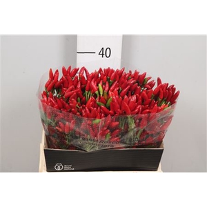Cap Red Fire