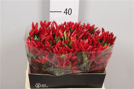 <h4>Cap Red Fire</h4>