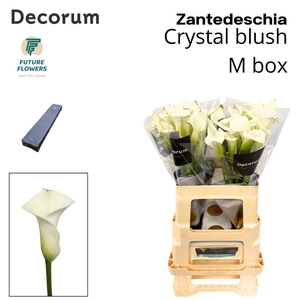 ZANT CRYSTAL BLUSH MEDIUM BOX 60 CM 20 ST.