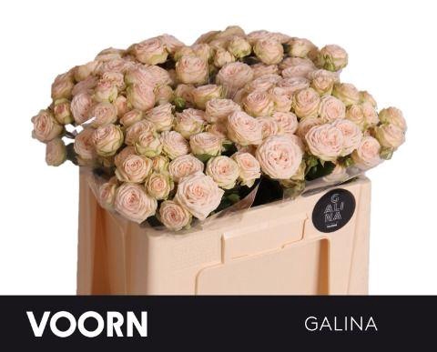 <h4>Rosa TR 'Galina' VOORN</h4>