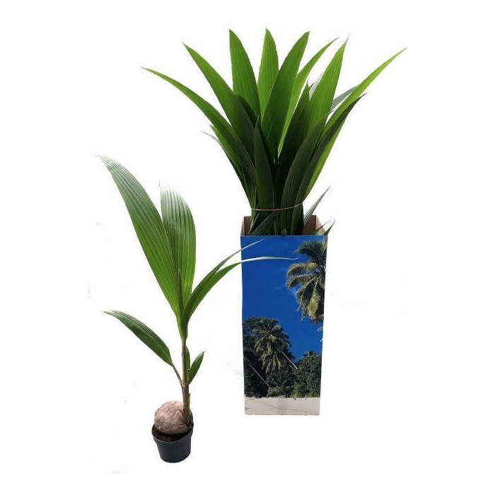 <h4>COCOS NUCIFERA</h4>