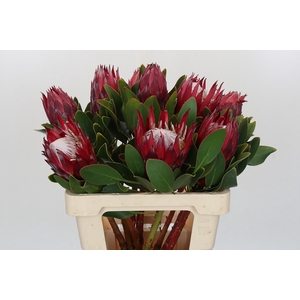 Protea Cynaroides Madiba