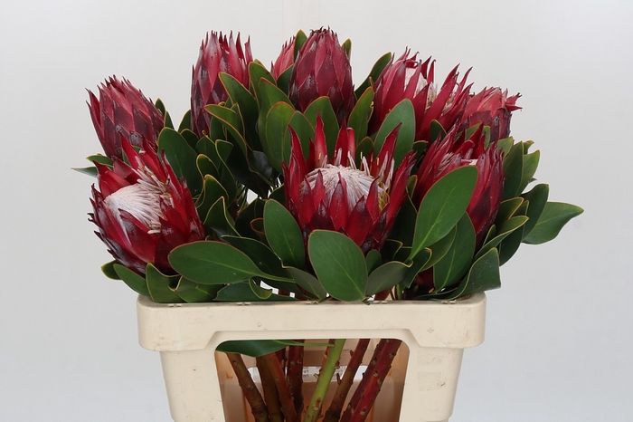 <h4>Protea Cynaroides Madiba</h4>