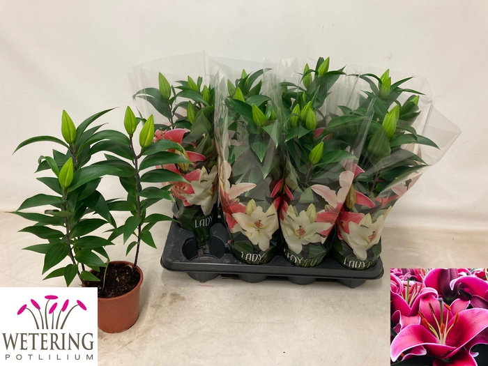 <h4>LIL OR SUNNY KEYS</h4>