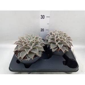 Echeveria   ...