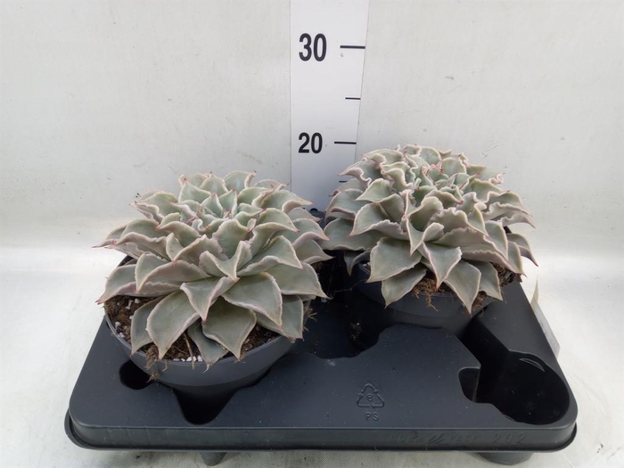 <h4>Echeveria   ...</h4>