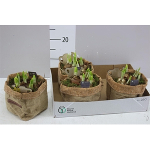 Arr Tete A Tete In Jute Zak