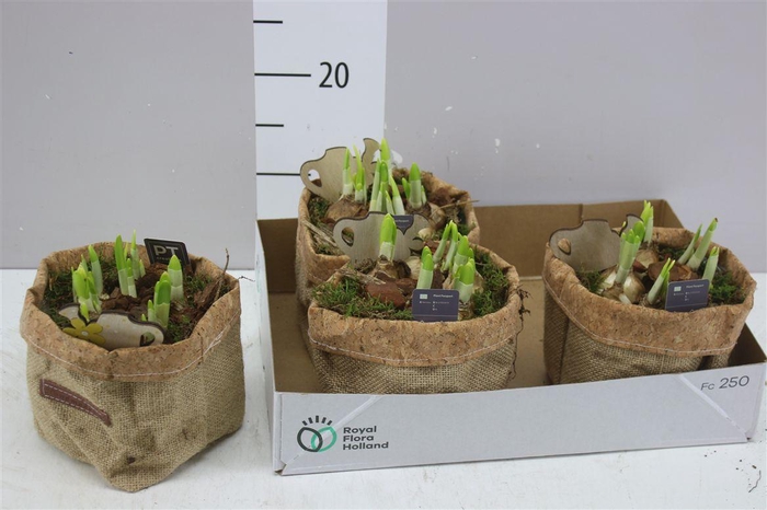 <h4>Arr Tete A Tete In Jute Zak</h4>