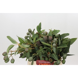 KAAPS GROEN EUC. BELL GUM