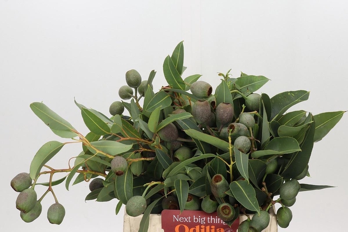 <h4>KAAPS GROEN EUC. BELL GUM</h4>