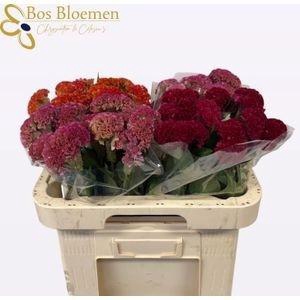 <h4>CEL C REPRIS GEM FST</h4>