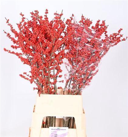 <h4>Ilex Ve Rode Bes</h4>