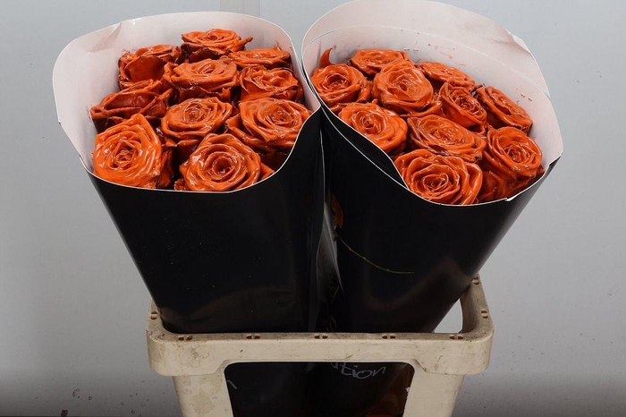 <h4>R Wx (rn) Orange</h4>