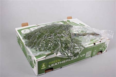 <h4>Lederv. Extra Vp Green Ocean X 12</h4>