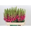 Antirrhinum Potomac Rose