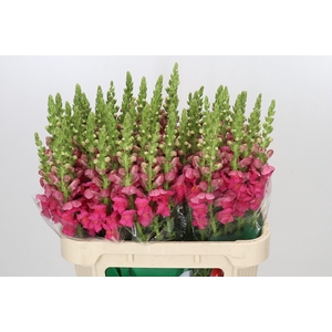 Antirrhinum Potomac Rose
