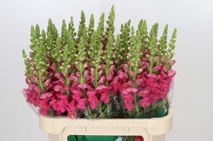 <h4>Antirrhinum Potomac Rose</h4>