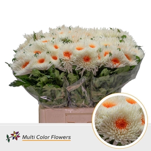 Chrysanthemum PL   ...colored H%