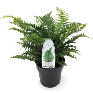 Dryopteris affinis Crispa