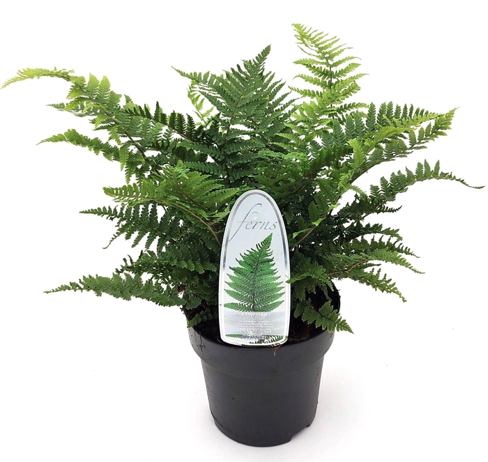 <h4>Dryopteris affinis Crispa</h4>