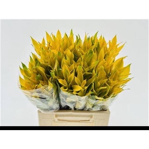 BROMELIABLOEM