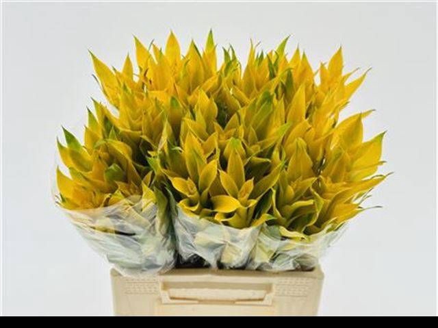 <h4>BROMELIABLOEM</h4>