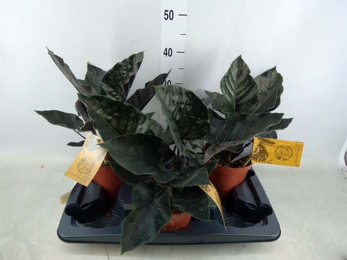 <h4>Alocasia  'Antoro Velvet'</h4>