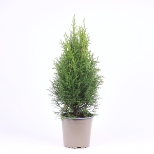 Thuja Smaragd