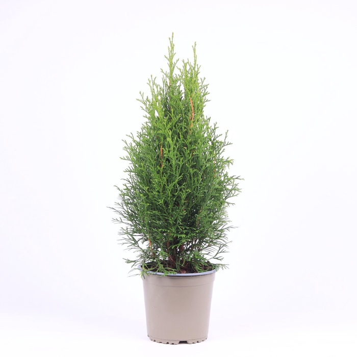 <h4>Thuja Smaragd</h4>