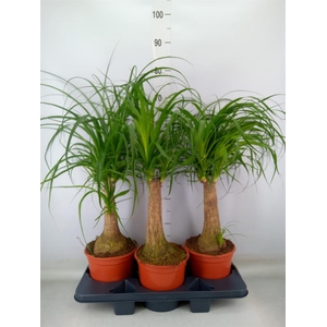 Beaucarnea recurvata