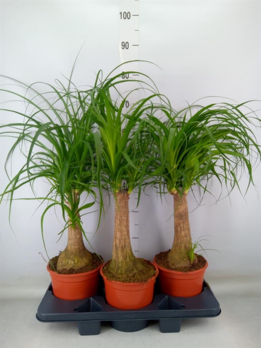 <h4>Beaucarnea recurvata</h4>