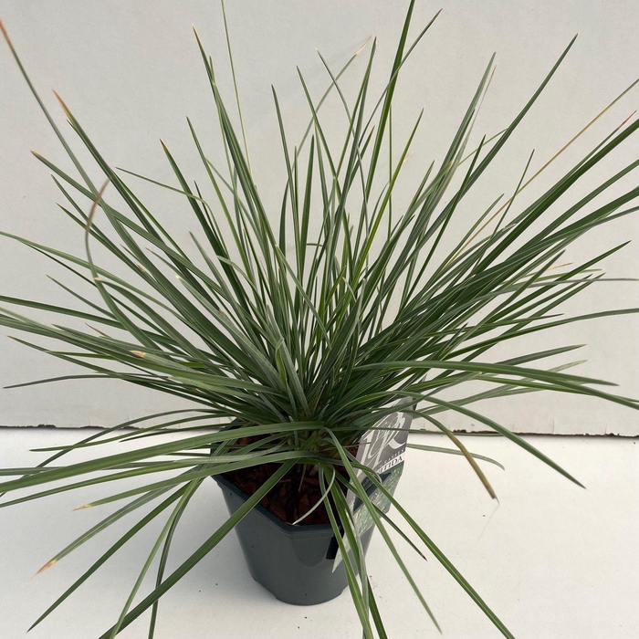 <h4>Sesleria Nitida</h4>