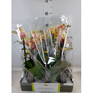 Phalaenopsis multi.   ...yellow