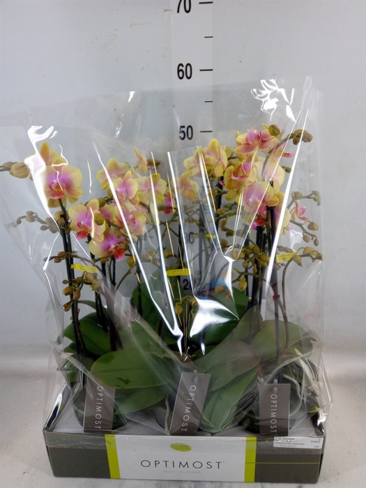 <h4>Phalaenopsis multi.   ...yellow</h4>